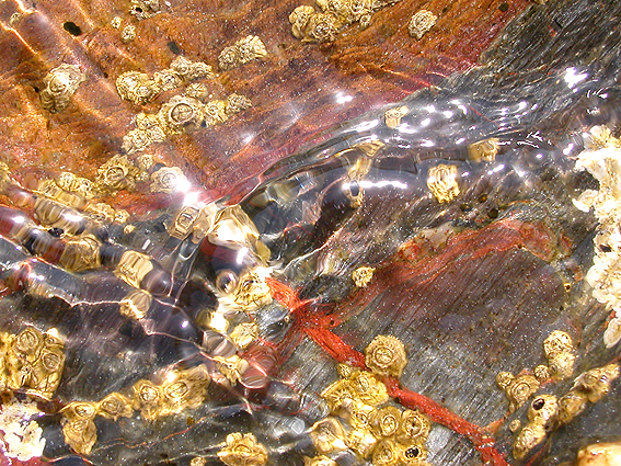 ''Filigrane di Argentiera'' ''Filigrane di Argentiera''